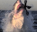 attaque blanc grand Attaque de requin en slow-motion
