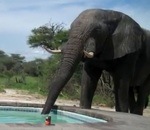 eau piscine elephant Un éléphant boit dans une piscine