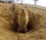 terrier Une marmotte au Cosmodrome de Baïkonour