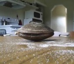 sel langue Un mollusque mange du sel