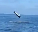 requin Un requin mako fait des sauts