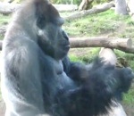 etron manger 2 Gorilles 1 Etron
