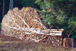 bois arbre Un arbre dans un tas de bois