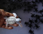 tortue bebe Tortue de mer albinos