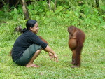 bebe singe orang-outan Un bébé Orang-outan a fait une bétise