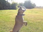 bulle timing Un chien mord une bulle de savon