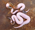 python serpent Pyhton piedbald