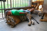 zoo tigre Planking sur un tigre