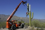 cactus arizona Camoufler une antenne dans un cactus