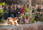 corde tir tigre Tir à la corde avec un tigre au zoo