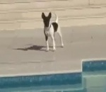 surf chat piscine Un chat échappe à un chien