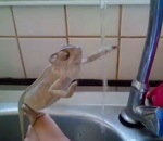 robinet eau Un caméléon se lave les pattes