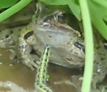 grenouille suicide danse Une chenille veut être amie avec une grenouille