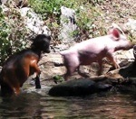 sauvetage patte aide Un cochon sauve un chevreau