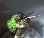 oiseau dormir Un colibri ronfle