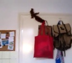 saut ecureuil Un écureuil s'échappe d'une cuisine