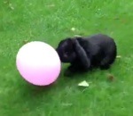 ballon baudruche Un lapin amoureux d'un ballon