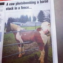 cloture vache cheval Photobomb d'une vache
