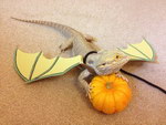 halloween citrouille Un dragon barbu déguisé en dragon