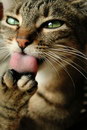 langue patte Un chat se lèche la patte