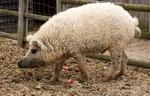 laine cochon Cochon ou mouton ?