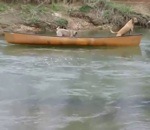 sauvetage chien eau Un chien aide deux chiens dans un canoë