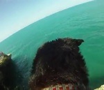 eau saut Un chien saute d'une falaise