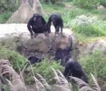 zoo singe Chimpanzés vs Raton laveur