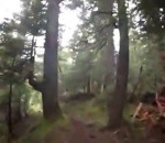 foret Un joggeur rencontre un grizzly