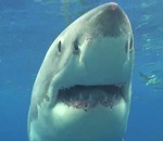 plongeur blanc Rencontre avec un grand requin blanc