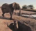 sauvetage coince trou Sauvetage d'un éléphanteau