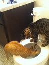 toilettes chat Un chat essaie de noyer un chat