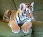 bebe tigre canape Un bébé tigre sur un canapé