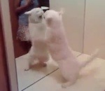 chat Chat blanc vs Miroir
