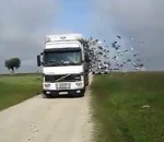 camion remorque Lâcher de pigeons