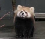 roux panda Panda roux surpris
