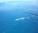 attaque bateau requin Un requin vole un poisson
