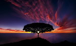 coucher arbre Un arbre devant un coucher de soleil