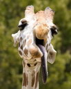 girafe langue Grosse fatigue