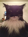 batman chat Bat Cat