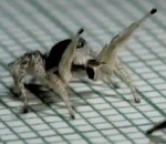 araignee Araignée cubaine