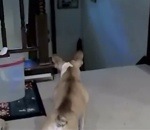 chien chat escalier Bouledogue vs Chat