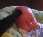 patte tete Un chat calme un bébé