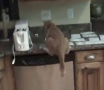 cuisine Comment empêcher votre chat de monter sur un meuble ?