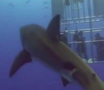requin cage Pet foireux d'un requin