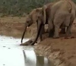 elephant eau Sauvetage d'un éléphanteau