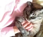 caresse main Un chat veut des caresses