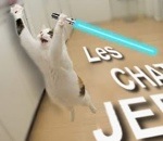 chat Les chats Jedi