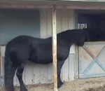box stalle Un cheval ouvre les portes