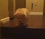 chiot Un chien montre à un chiot comment descendre les escaliers